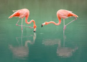 pink flamingo art