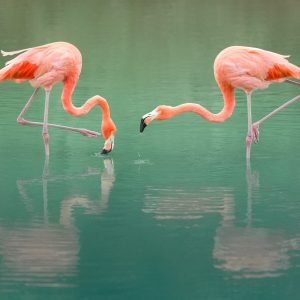 pink flamingo art